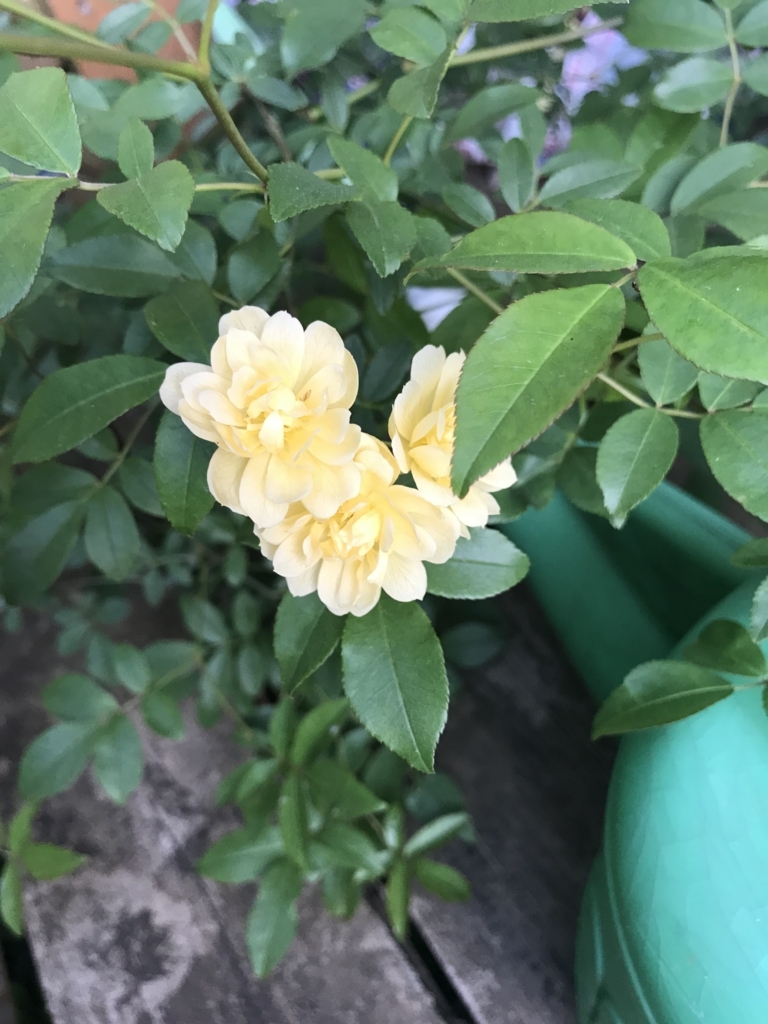 f:id:mymykenshin:20180421055438j:plain
