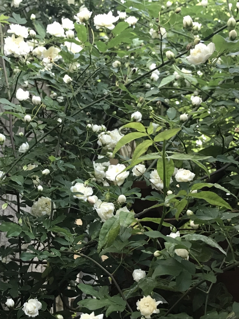 f:id:mymykenshin:20180421055704j:plain