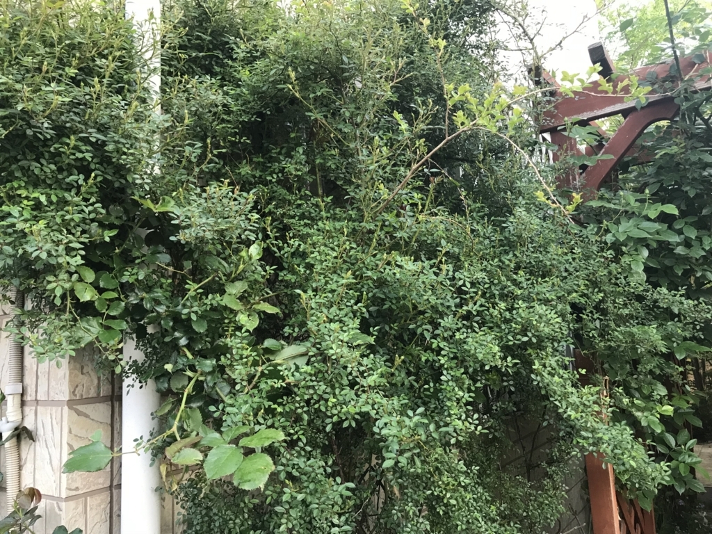 f:id:mymykenshin:20180421062103j:plain