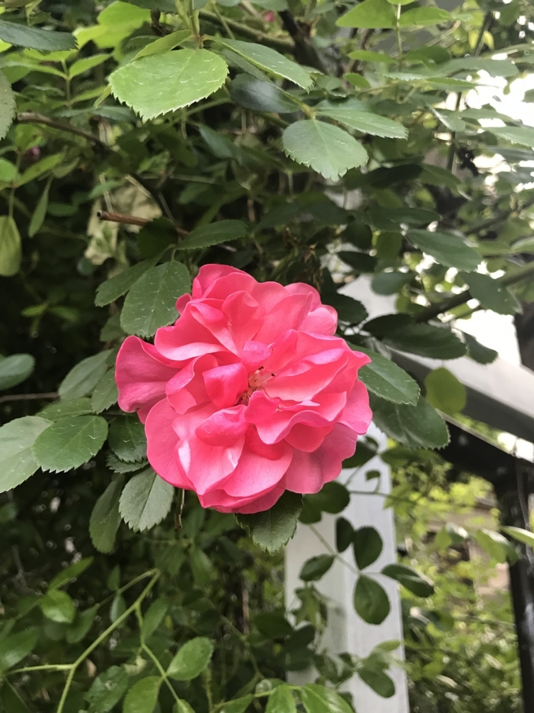 f:id:mymykenshin:20180421062950j:plain