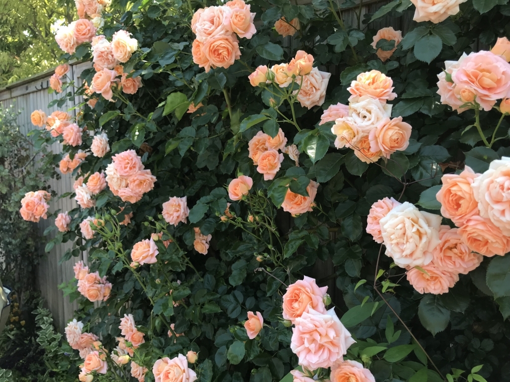f:id:mymykenshin:20180505213924j:plain