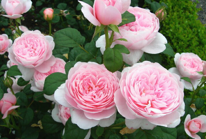 f:id:mymykenshin:20181006061849j:plain f:id:mymykenshin:20181006061849j:plain