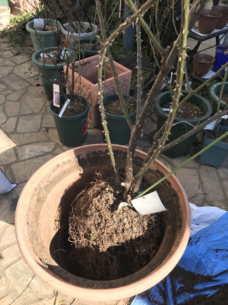 f:id:mymykenshin:20190119160840j:plain