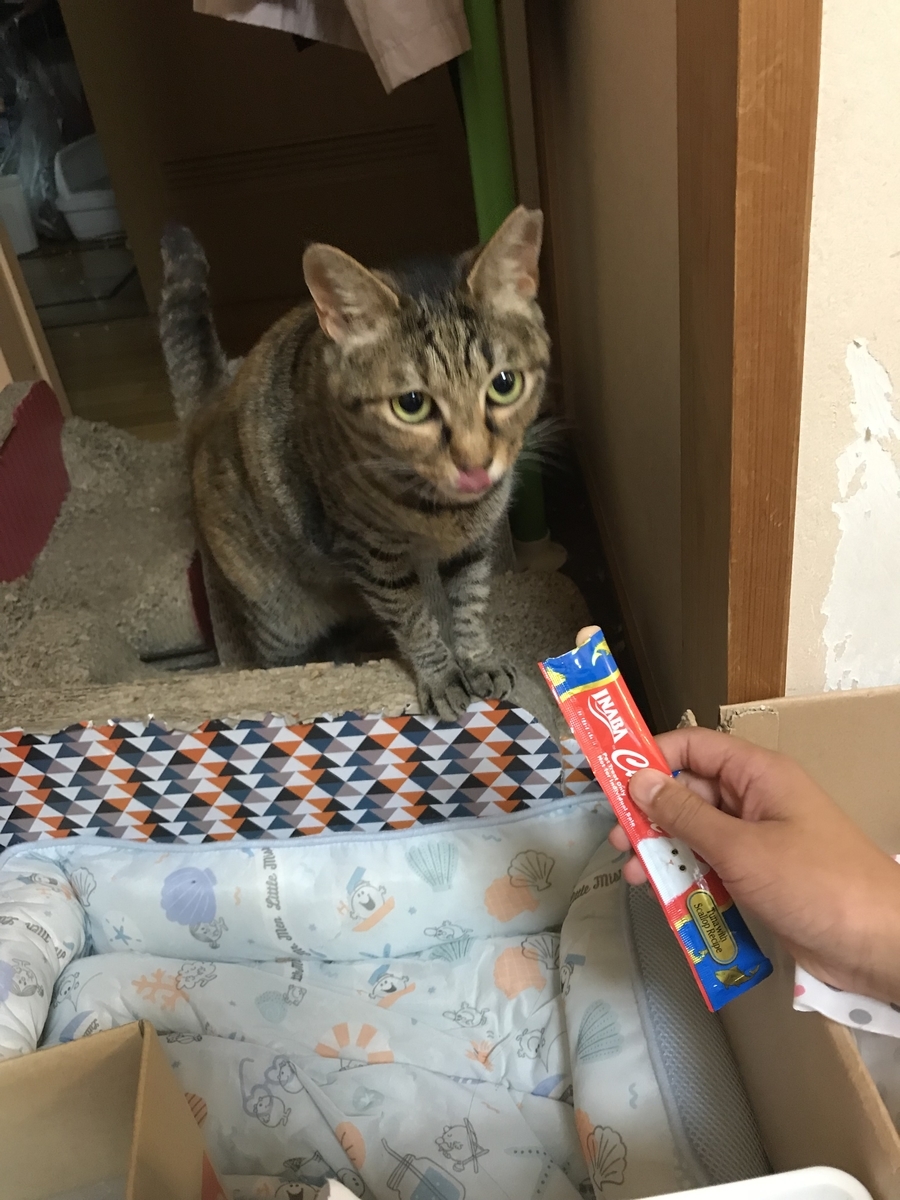 f:id:mymykenshin:20190717071904j:plain f:id:mymykenshin:20190717071904j:plain