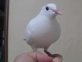 [鳥][鳩]