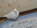[鳥][鳩][BIRD]