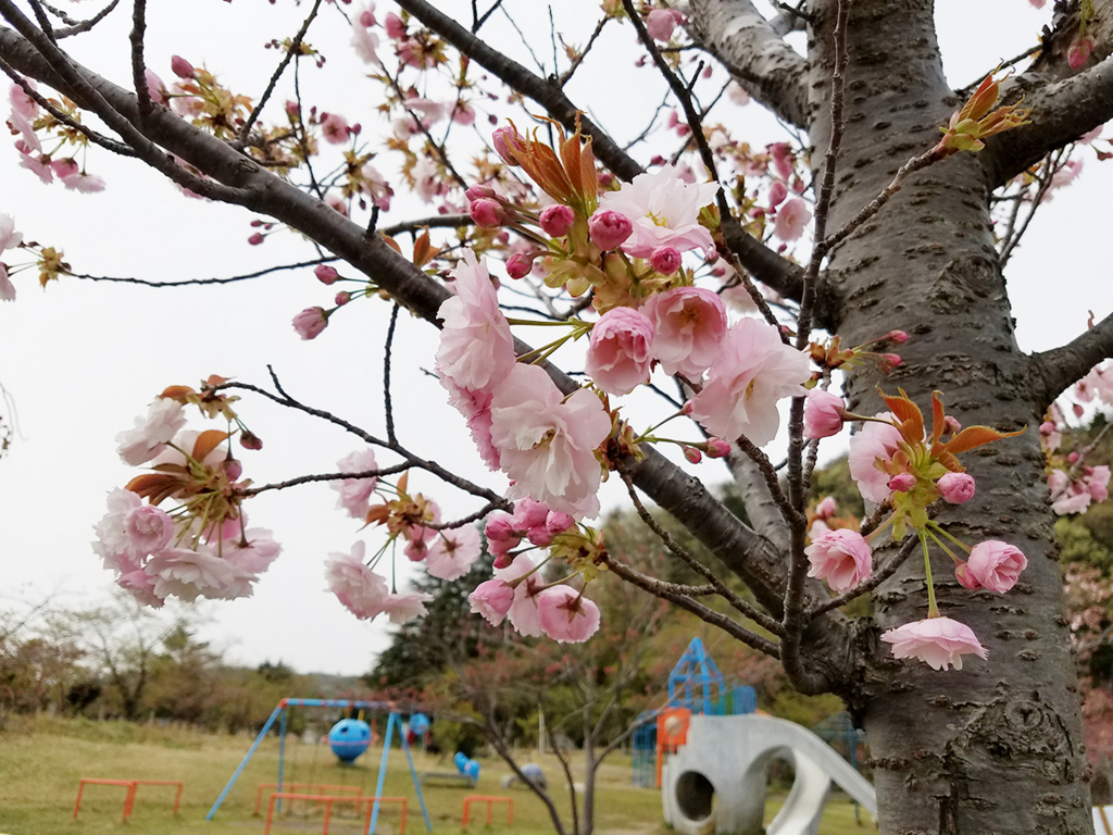 f:id:myoko-joetsu-diary:20180421130922j:plain
