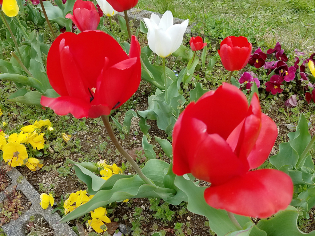 f:id:myoko-joetsu-diary:20180421130945j:plain