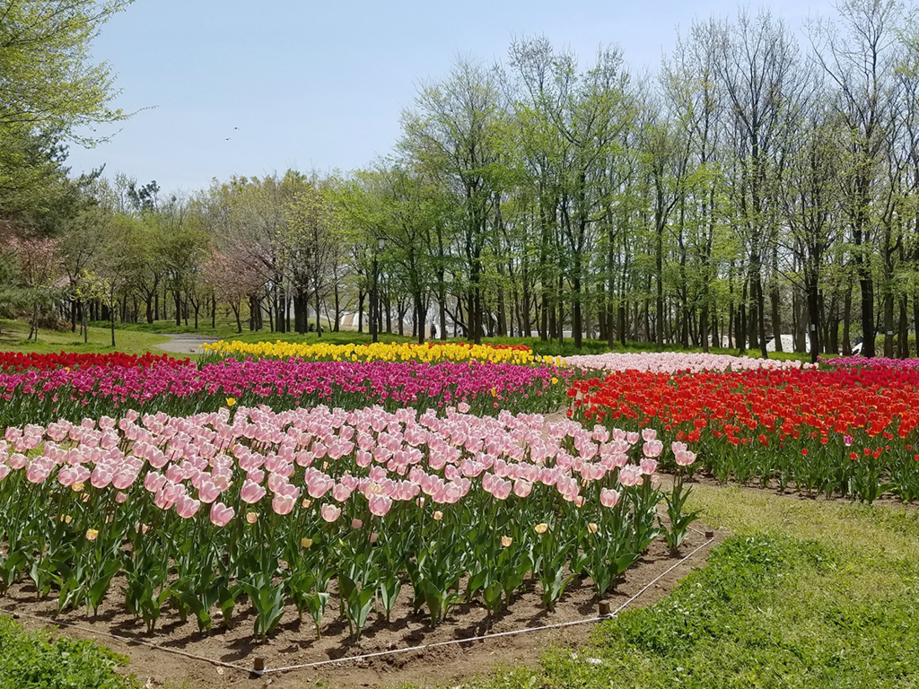 f:id:myoko-joetsu-diary:20180501010859j:plain