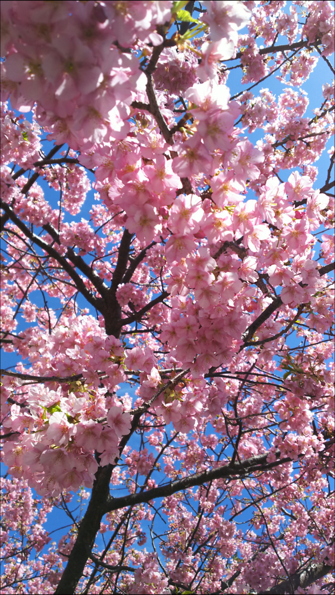 f:id:myoneconomy:20200204013506p:plain f:id:myoneconomy:20200204013506p:plain