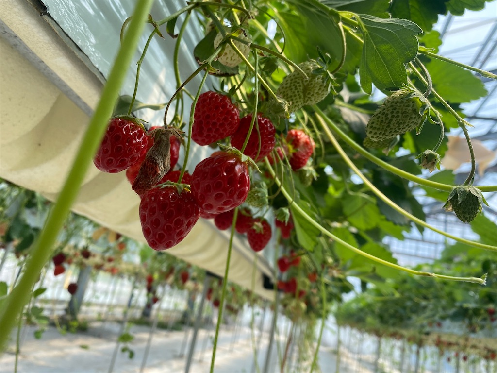 f:id:myorganic:20250502081305j:image