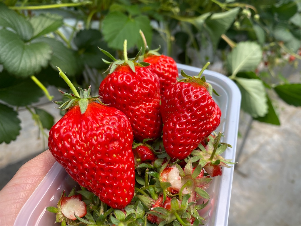 f:id:myorganic:20250502081321j:image