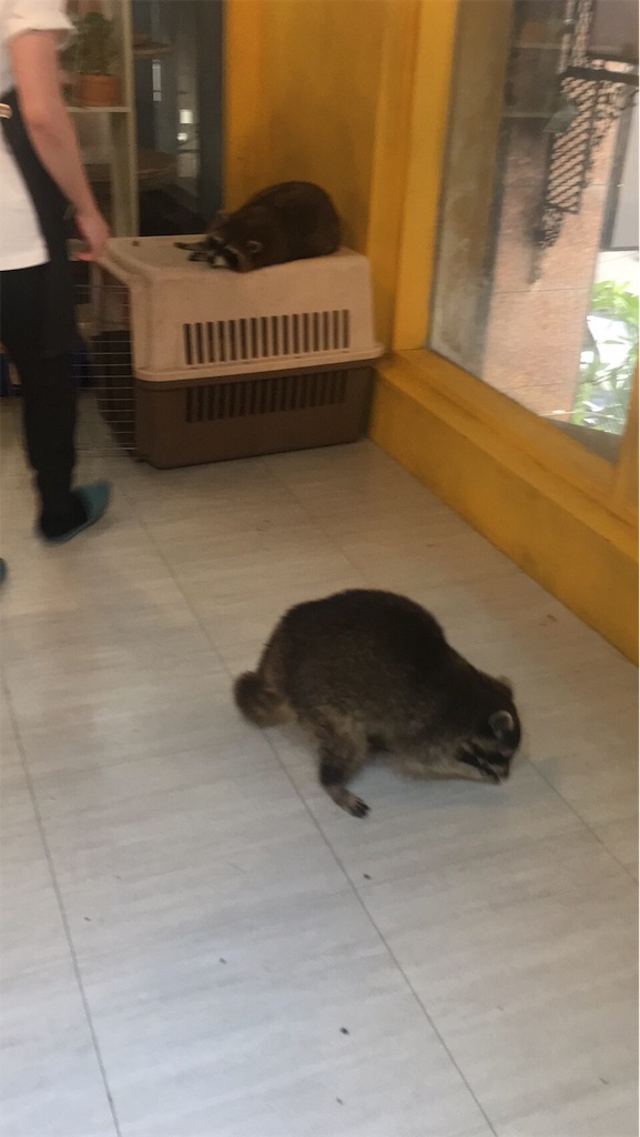 f:id:mypace-chinese:20190711181810j:image f:id:mypace-chinese:20190711181810j:image
