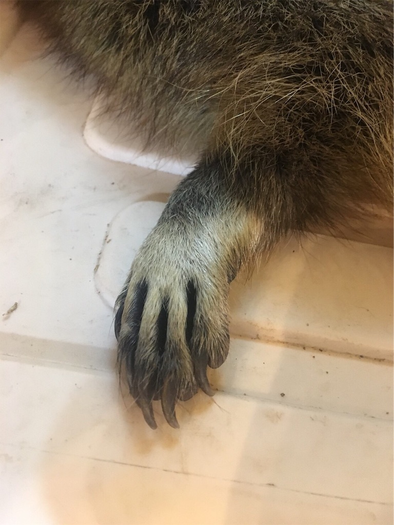 f:id:mypace-chinese:20190711232454j:image f:id:mypace-chinese:20190711232454j:image