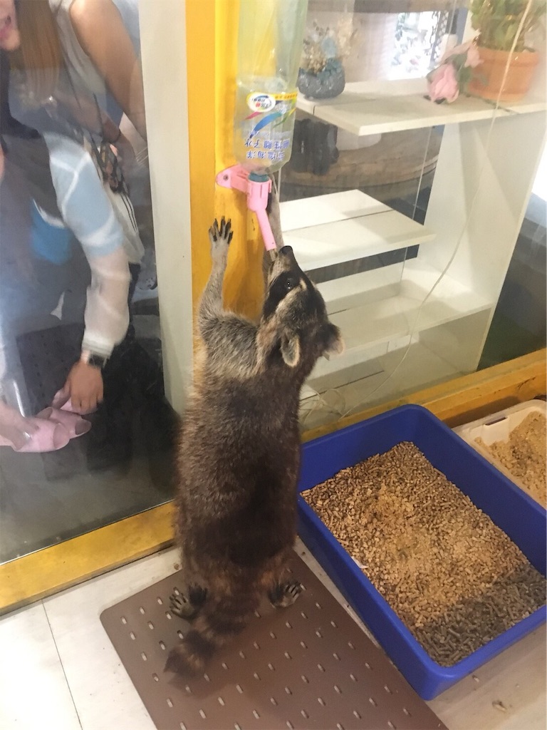 f:id:mypace-chinese:20190711233310j:image f:id:mypace-chinese:20190711233310j:image