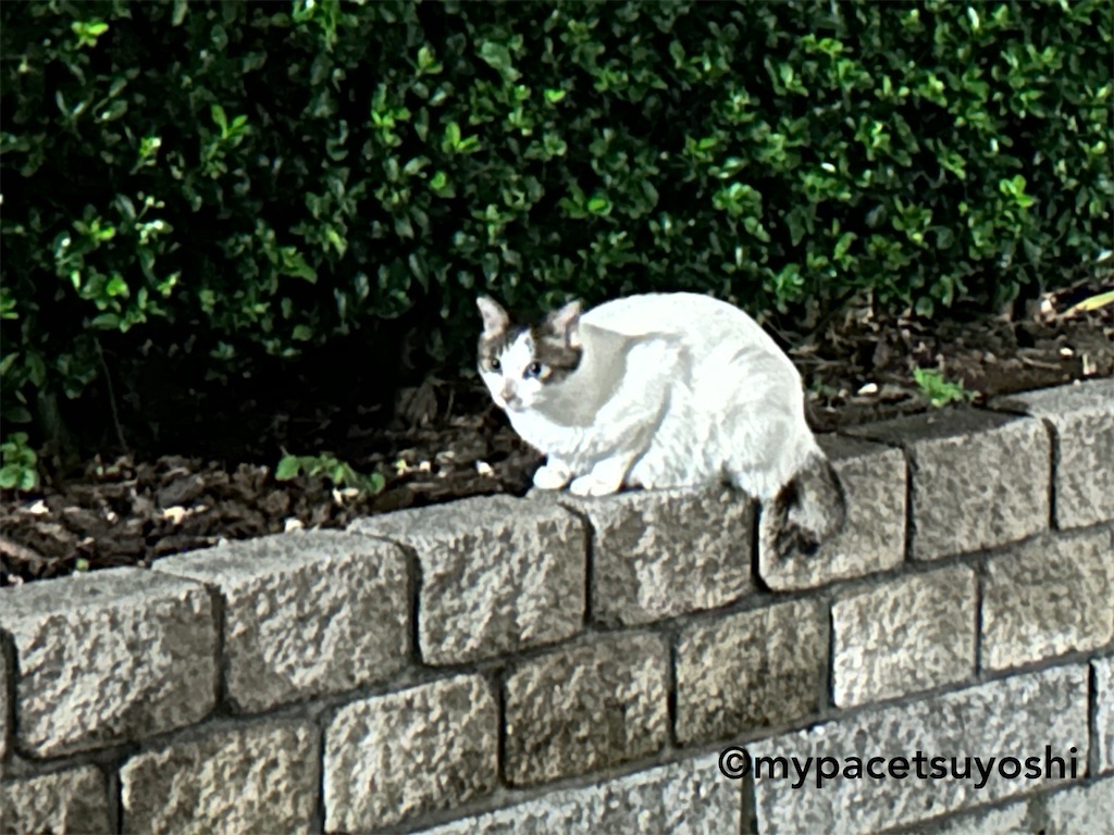 f:id:mypacetsuyoshi:20230612004154j:image