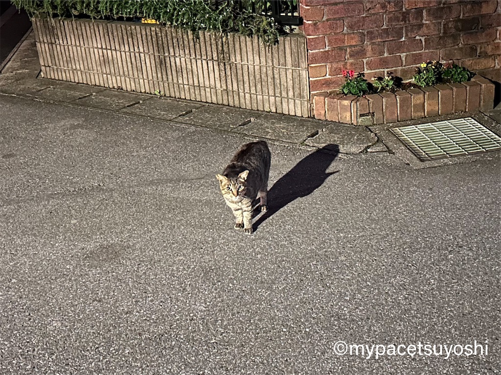 f:id:mypacetsuyoshi:20230614104317j:image