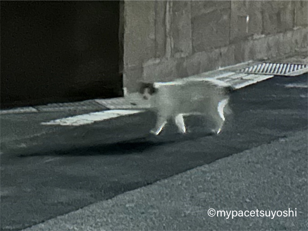 f:id:mypacetsuyoshi:20230708135633j:image