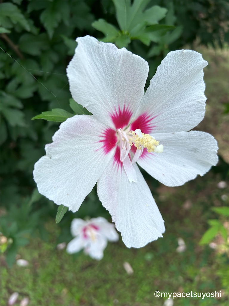 f:id:mypacetsuyoshi:20230708135655j:image