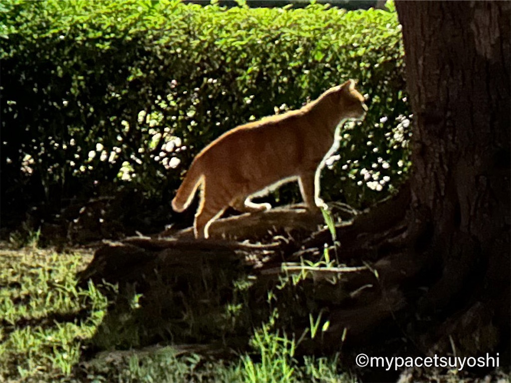 f:id:mypacetsuyoshi:20230719164118j:image