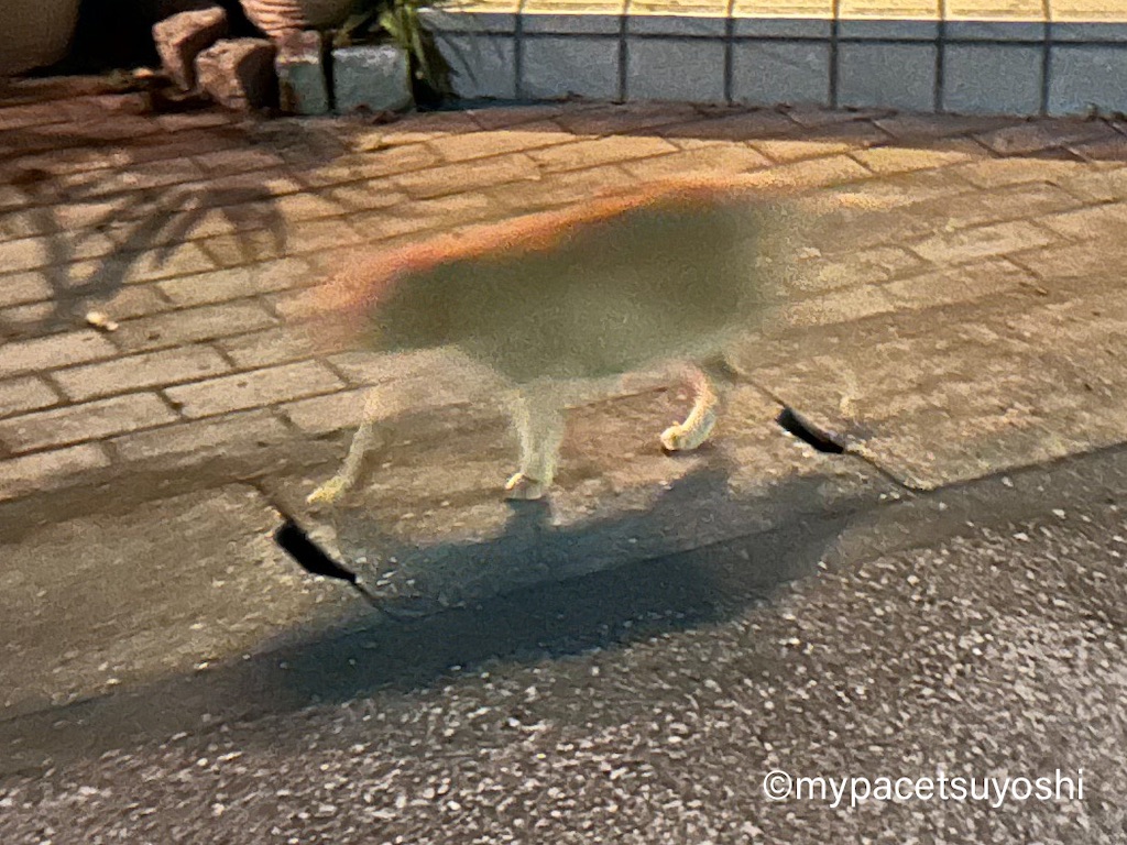 f:id:mypacetsuyoshi:20230719164122j:image