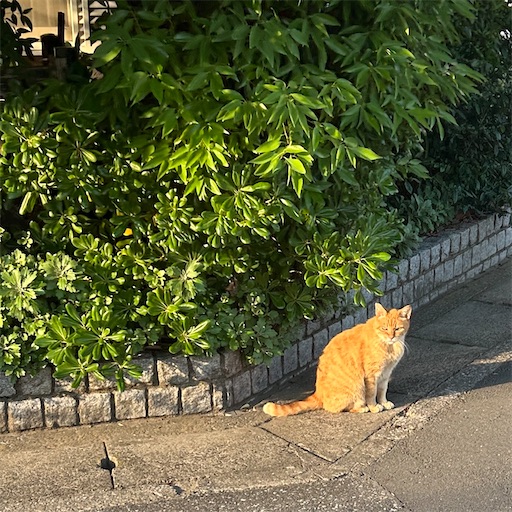 f:id:mypacetsuyoshi:20260613180834j:image