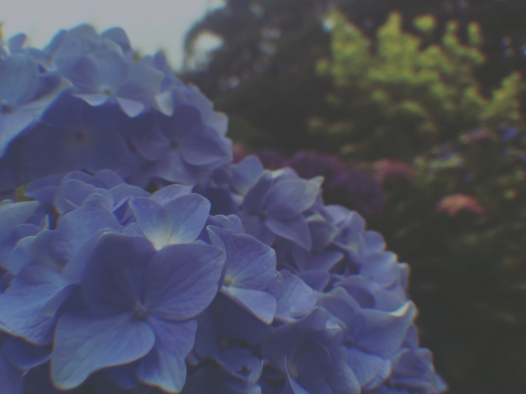 f:id:mypassport:20180719142718j:plain