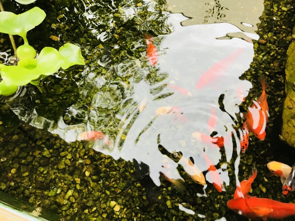 f:id:mypatio2883:20180610113127j:plain f:id:mypatio2883:20180610113127j:plain