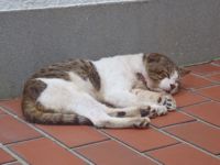 f:id:myrtus77:20120816093958j:image