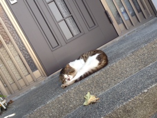 f:id:myrtus77:20120816140316j:image