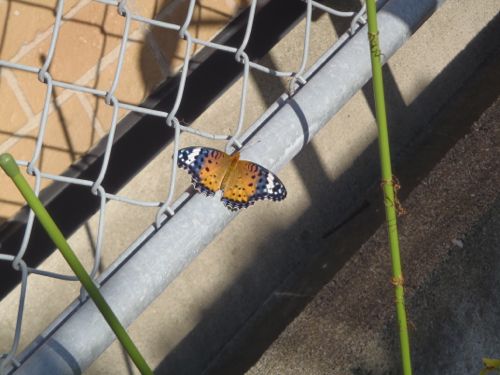 f:id:myrtus77:20170919143254j:image