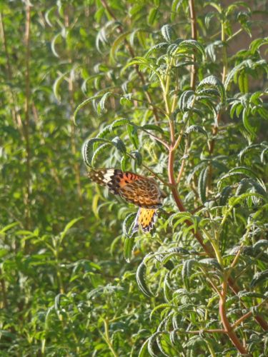 f:id:myrtus77:20170919143256j:image