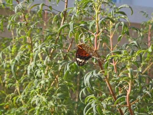 f:id:myrtus77:20170919143601j:image