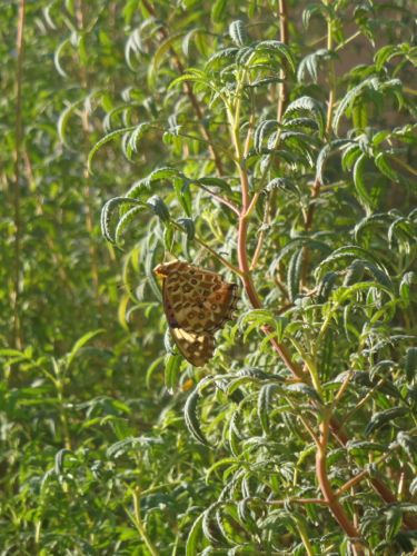 f:id:myrtus77:20170919143602j:image