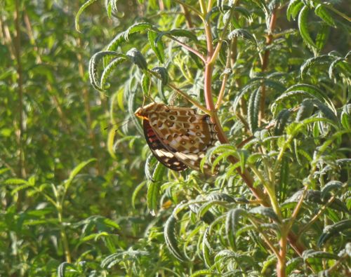 f:id:myrtus77:20170922205454j:image