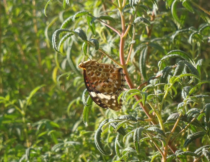 f:id:myrtus77:20170922205754j:image:w360