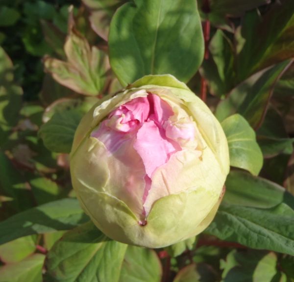 f:id:myrtus77:20180408135439j:image