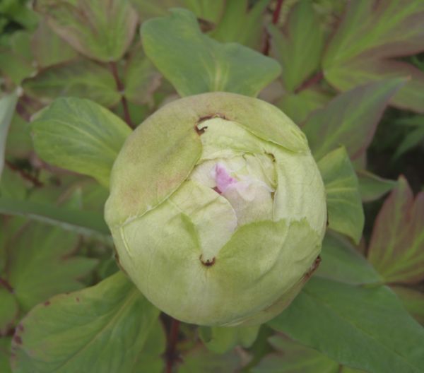 f:id:myrtus77:20180408135451j:image