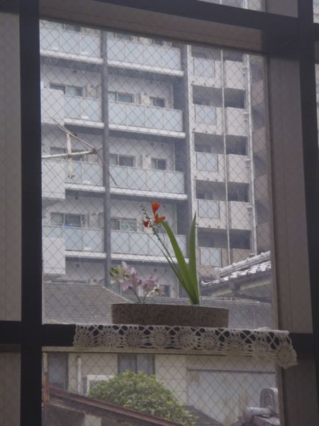 f:id:myrtus77:20190720204046j:plain