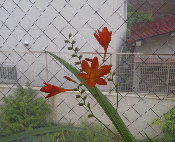 f:id:myrtus77:20190720204147j:plain