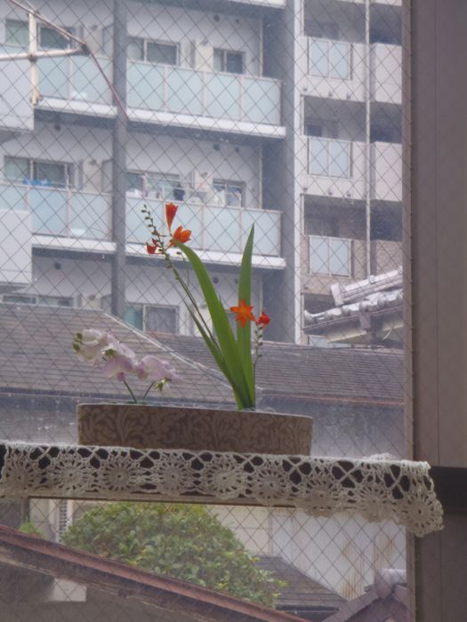 f:id:myrtus77:20190721092833j:plain