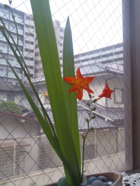f:id:myrtus77:20190721092836j:plain