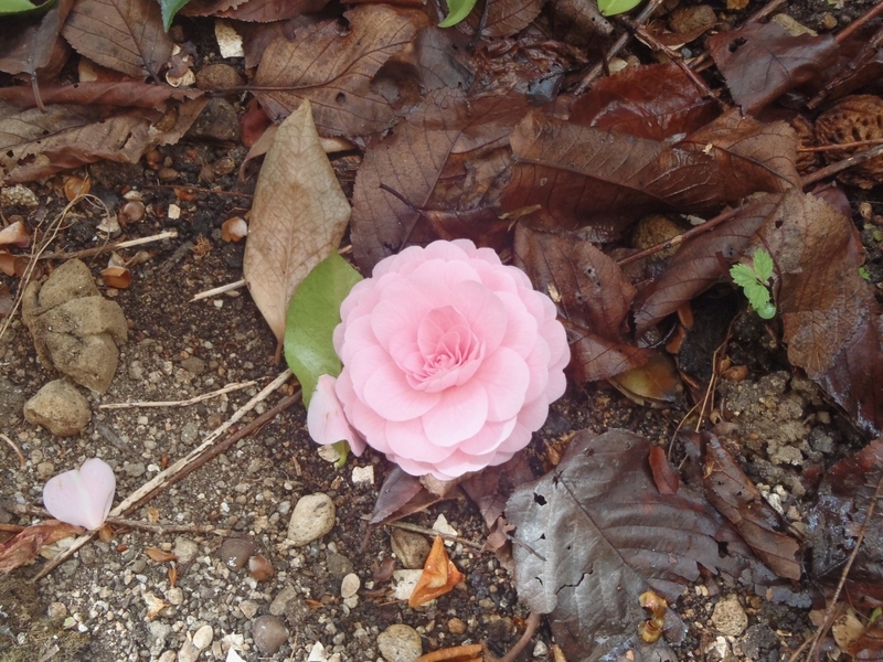 f:id:myrtus77:20200330105621j:plain