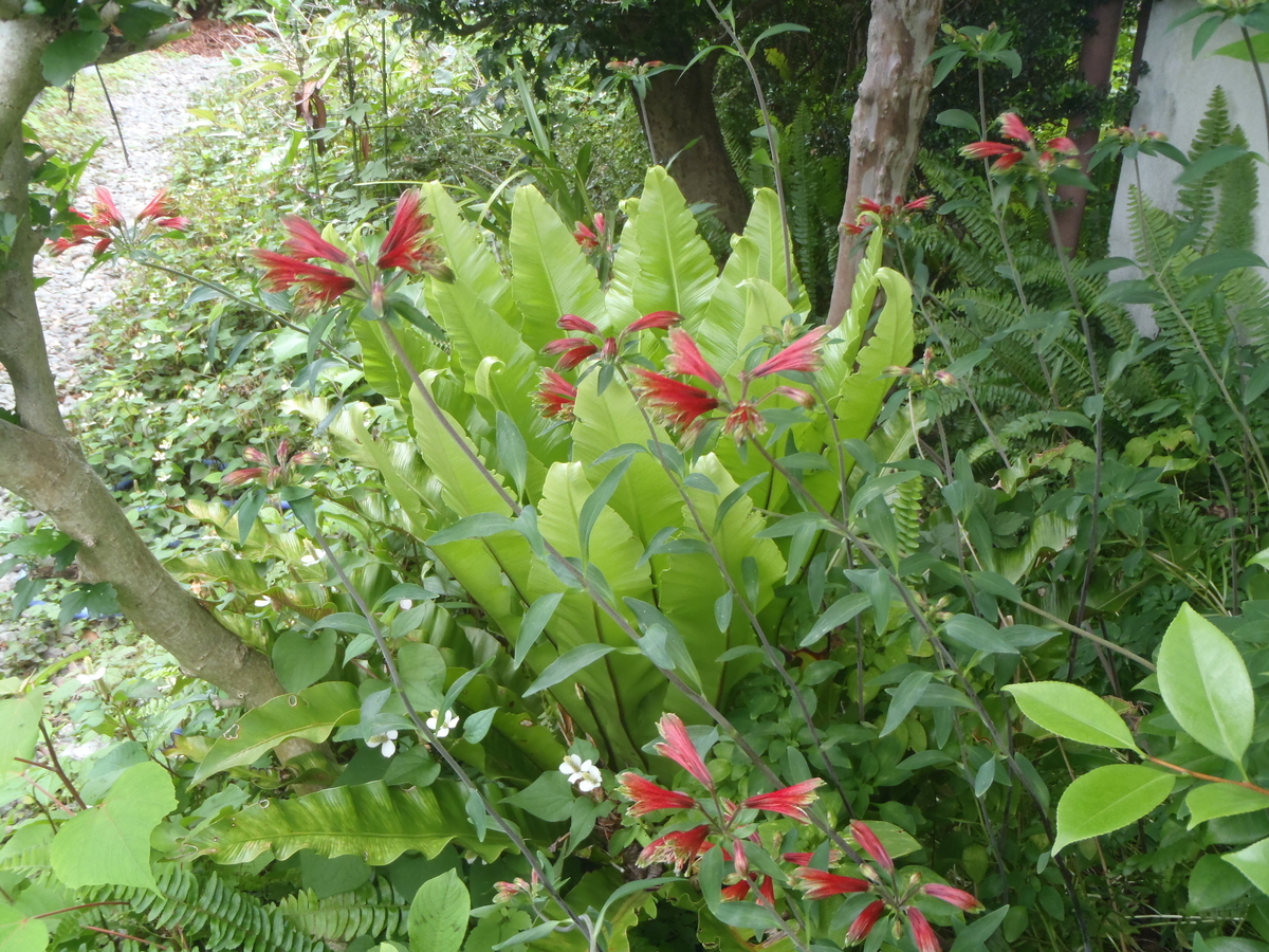 f:id:myrtus77:20200612215748j:plain f:id:myrtus77:20200612215748j:plain
