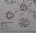 Applied and Environmental Microbiology, 81: 1616-1621 (2015)より引用