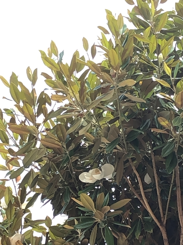 f:id:myrtus77:20210611150050j:plain