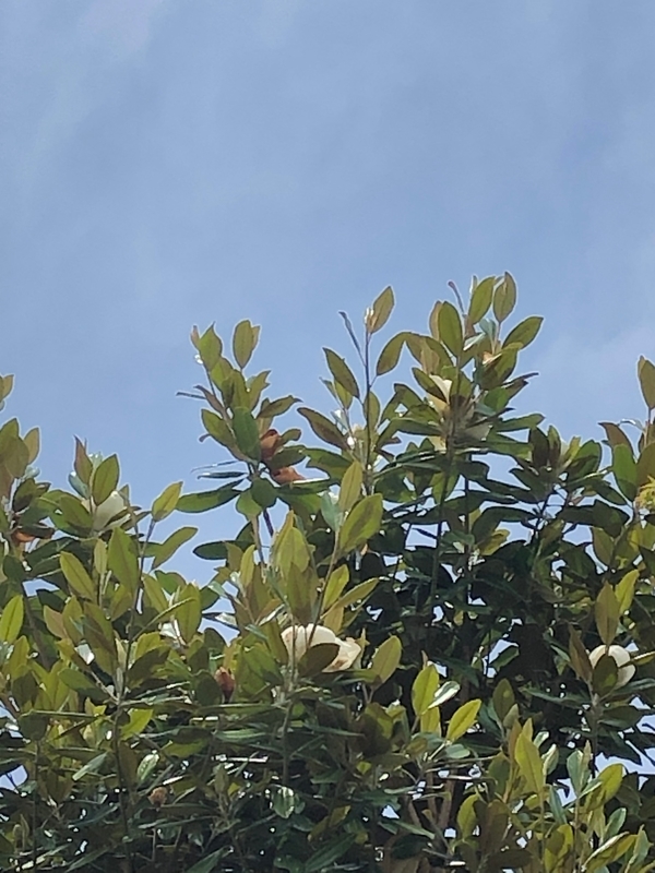 f:id:myrtus77:20210611150117j:plain