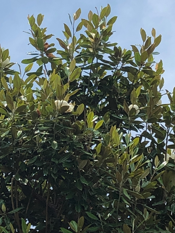 f:id:myrtus77:20210611150125j:plain