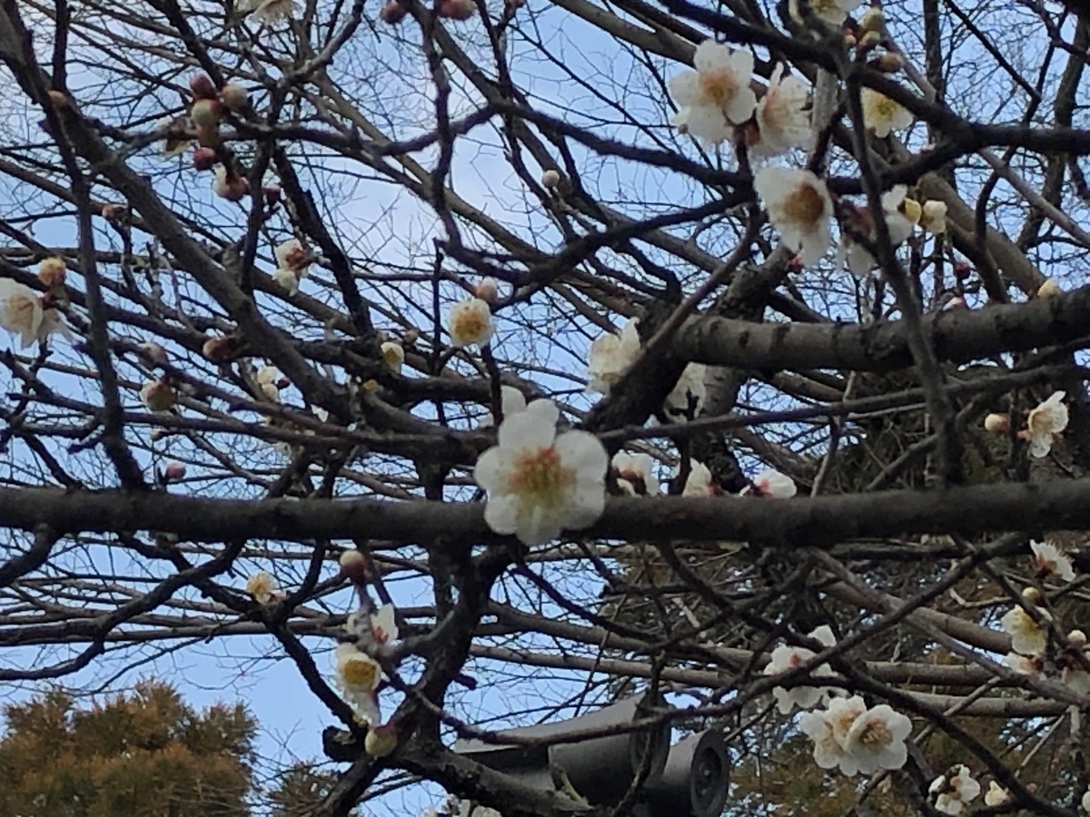 f:id:myrtus77:20220314163413j:plain