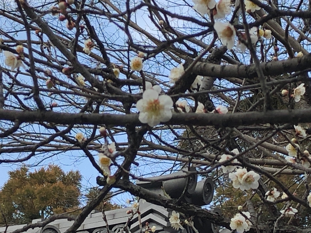 f:id:myrtus77:20220314163511j:plain